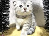 Süper Kalite Silver Tabby Scottish Fold Yavrumuz Pallino
