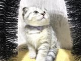 Süper Kalite Silver Tabby Scottish Fold Yavrumuz Pallino