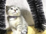 Süper Kalite Silver Tabby Scottish Fold Yavrumuz Pallino