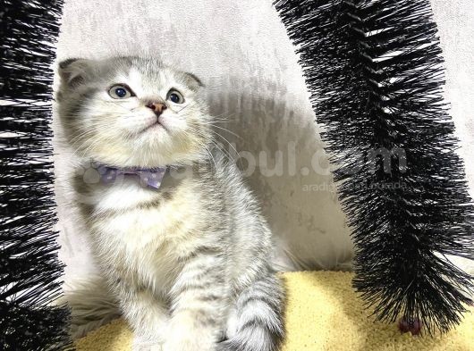 Süper Kalite Silver Tabby Scottish Fold Yavrumuz Pallino görsel