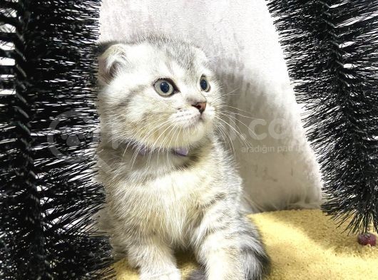 Süper Kalite Silver Tabby Scottish Fold Yavrumuz Pallino görsel