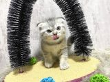 Süper Kalite Silver Tabby Scottish Fold Yavrumuz Pallino