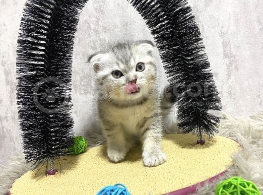 Süper Kalite Silver Tabby Scottish Fold Yavrumuz Pallino görsel