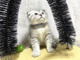 Süper Kalite Silver Tabby Scottish Fold Yavrumuz Pallino