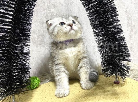 Süper Kalite Silver Tabby Scottish Fold Yavrumuz Pallino görsel