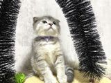 Süper Kalite Silver Tabby Scottish Fold Yavrumuz Pallino