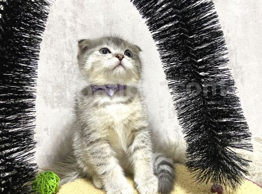 Süper Kalite Silver Tabby Scottish Fold Yavrumuz Pallino görsel