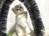 Süper Kalite Silver Tabby Scottish Fold Yavrumuz Pallino