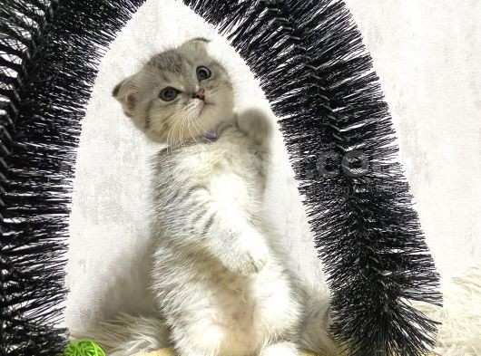 Süper Kalite Silver Tabby Scottish Fold Yavrumuz Pallino görsel