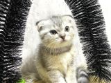 Süper Kalite Silver Tabby Scottish Fold Yavrumuz Pallino