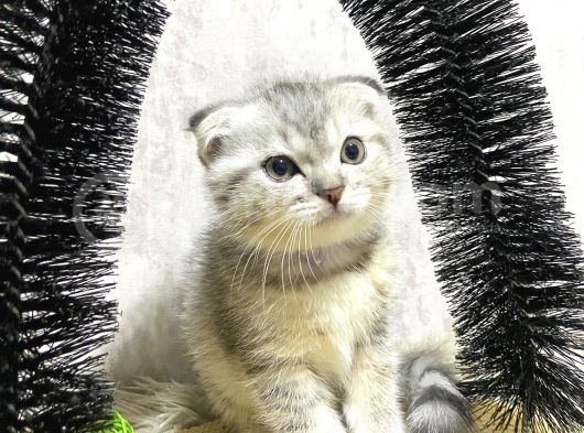 Süper Kalite Silver Tabby Scottish Fold Yavrumuz Pallino görsel