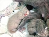 Pastel Kürklü Tabby Yavrular