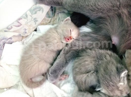 Pastel Kürklü Tabby Yavrular görsel