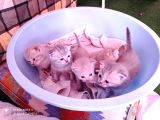 Pastel Kürklü Tabby Yavrular