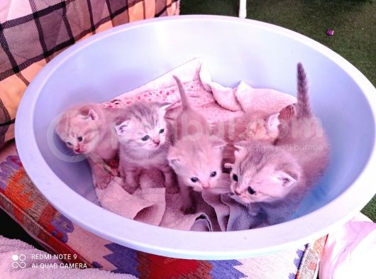 Pastel Kürklü Tabby Yavrular görsel