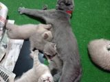 Pastel Kürklü Tabby Yavrular