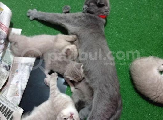 Pastel Kürklü Tabby Yavrular görsel
