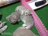 Pastel Kürklü Tabby Yavrular