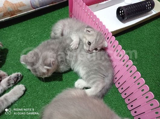 Pastel Kürklü Tabby Yavrular görsel