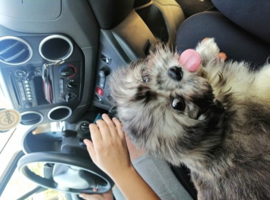 3 Aylik Di̇şi̇ Morkie