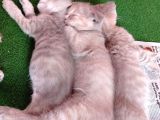 Pastel Kürklü Tabby Yavrular