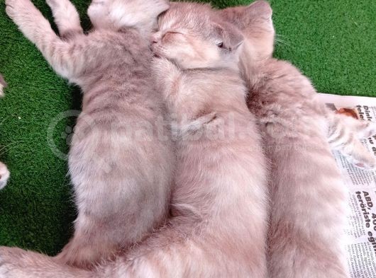 Pastel Kürklü Tabby Yavrular görsel