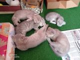 Pastel Kürklü Tabby Yavrular