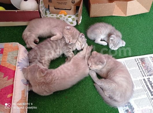 Pastel Kürklü Tabby Yavrular