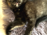 Safkan 2 Aylik Scottish Fold Yavruları