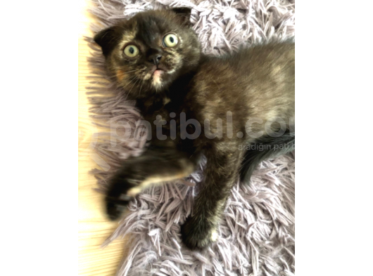 Safkan 2 Aylik Scottish Fold Yavruları