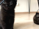 Safkan 2 Aylik Scottish Fold Yavruları