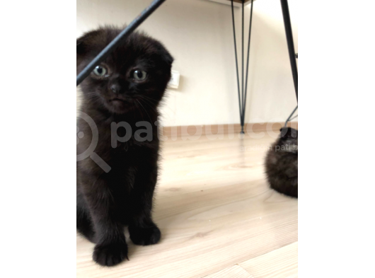 Safkan 2 Aylik Scottish Fold Yavruları görsel