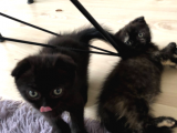 Safkan 2 Aylik Scottish Fold Yavruları