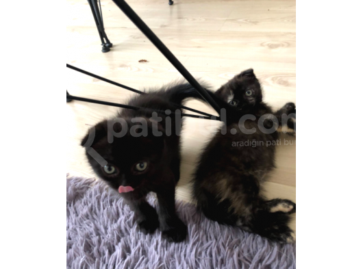 Safkan 2 Aylik Scottish Fold Yavruları görsel