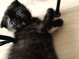 Safkan 2 Aylik Scottish Fold Yavruları