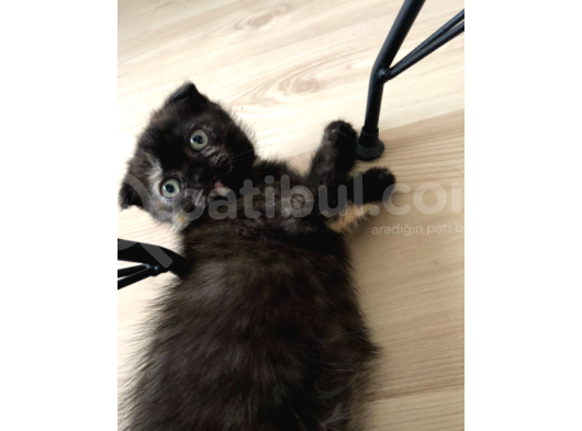 Safkan 2 Aylik Scottish Fold Yavruları görsel