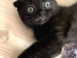 Safkan 2 Aylik Scottish Fold Yavruları