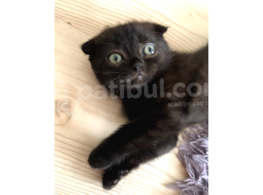 Safkan 2 Aylik Scottish Fold Yavruları görsel