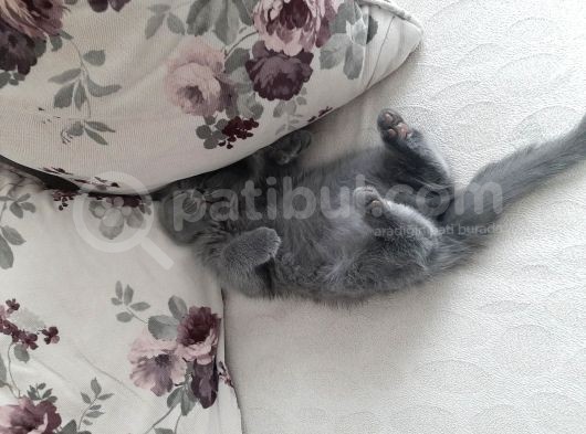 Safkan Sevimli Zeki Evcimen görsel