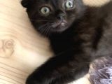 Safkan 2 Aylik Scottish Fold Yavruları
