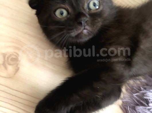 Safkan 2 Aylik Scottish Fold Yavruları görsel