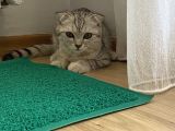 4 Aylık Erkek Scottish Fold