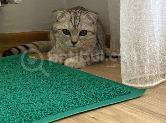 4 Aylık Erkek Scottish Fold görsel