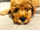 3 Aylık Dişi Toy Poodle Red Brown