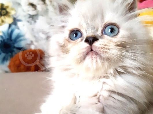 Bluepoi̇nt Safkan Yavrular görsel