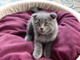 Oyuncu Scottish Fold Kedimiz Yeni Ailesini Arıyor