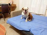 Yeti̇şki̇n Erkek İngi̇li̇z Bulldog