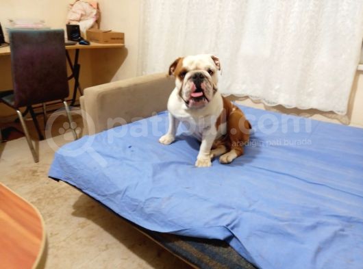 Yeti̇şki̇n Erkek İngi̇li̇z Bulldog
