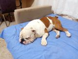 Yeti̇şki̇n Erkek İngi̇li̇z Bulldog