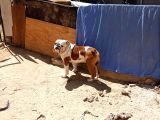 Yeti̇şki̇n Erkek İngi̇li̇z Bulldog
